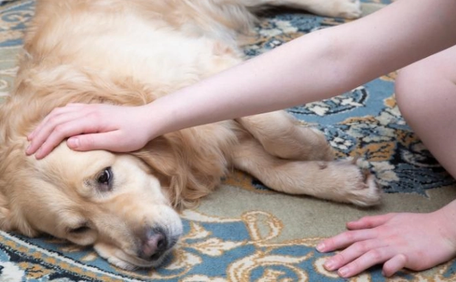 狗狗前庭神經炎