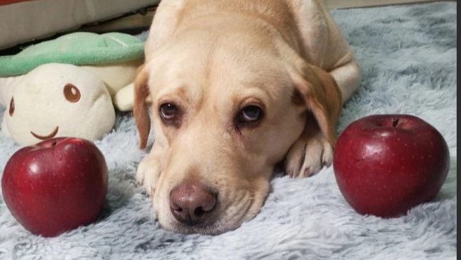 老年犬發情處理