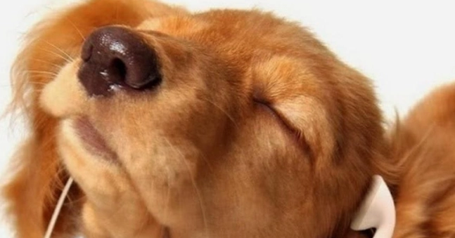 貴賓狗幾歲算老年 貴賓狗幾歲算老年