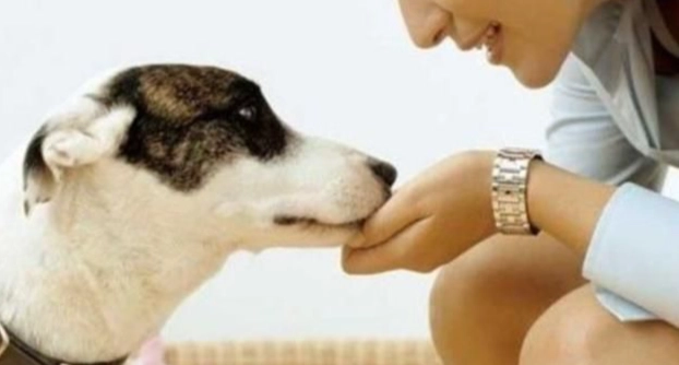 狗狗信任的跡象