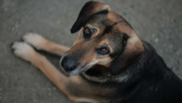狗牛皮骨 狗牛皮骨