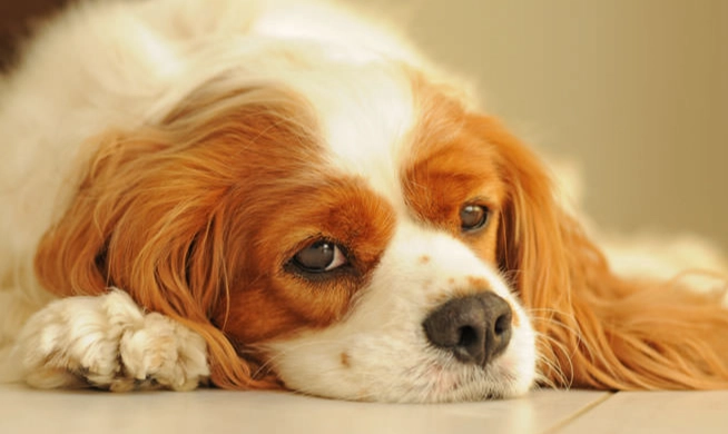 狗嘔吐處理 狗嘔吐處理