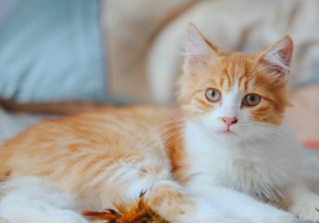 新手養貓注意事項