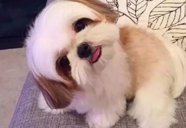 狗狗前庭炎飲食