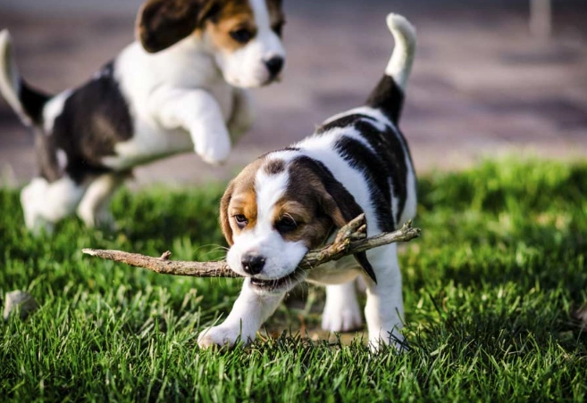 狗狗結膜出血原因