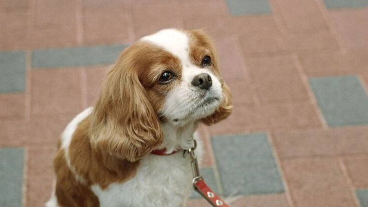狗狗腸胃炎飲食
