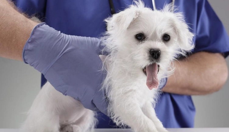 狗狗心臟病急救 狗狗心臟病急救