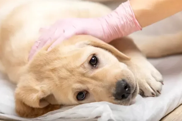 狗狗呼吸急促 狗狗呼吸急促