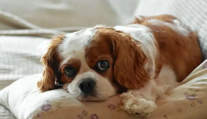 狗嘔吐處理 狗嘔吐處理