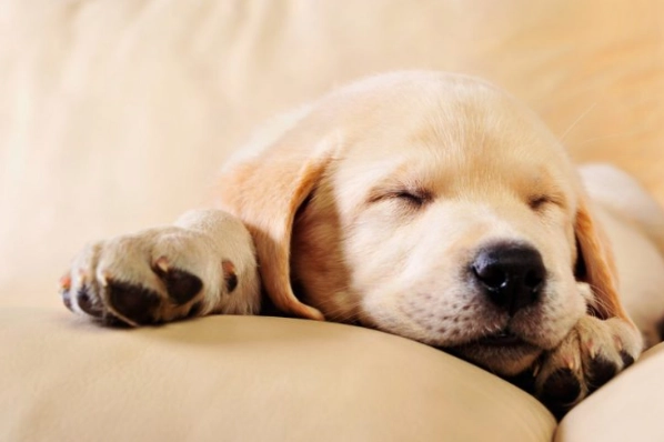 狗狗腸胃炎症狀