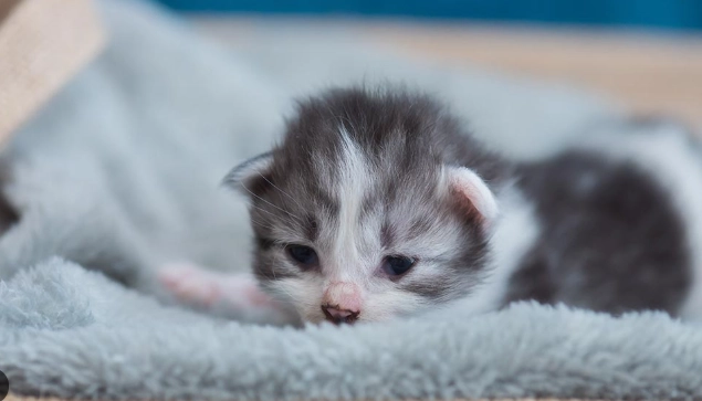 貓過敏皮膚炎 貓過敏皮膚炎