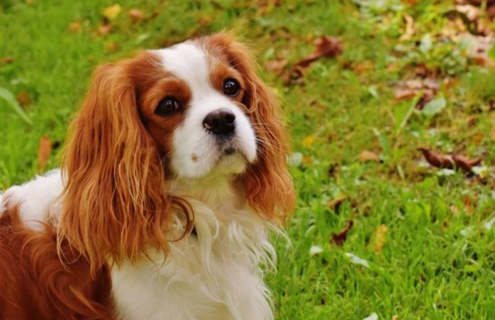 老年犬健康问题