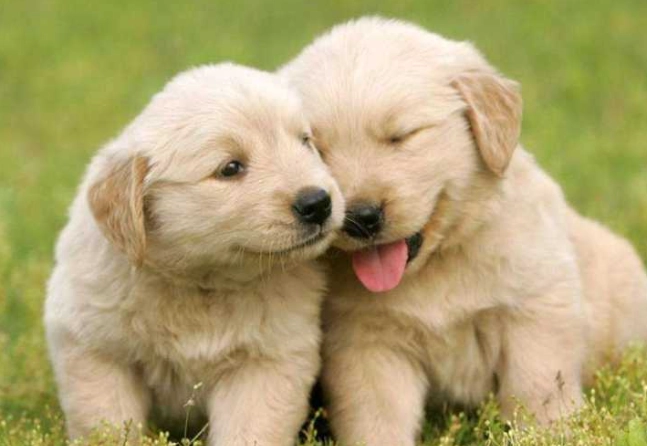 狗牙齦黑色正常嗎