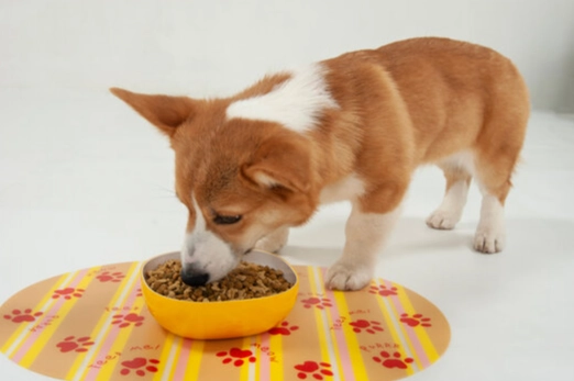 狗狗流口水原因