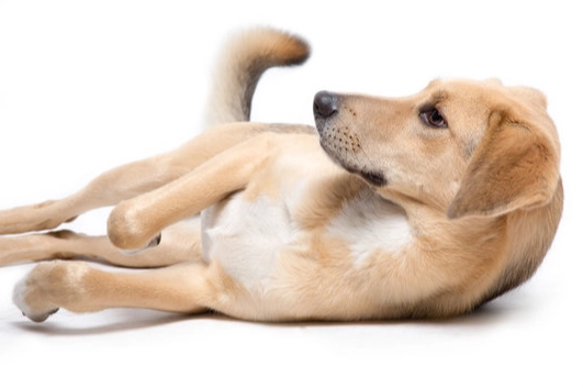 狗狗腸胃炎治療