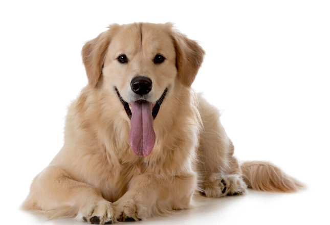 狗狗腸胃炎症狀