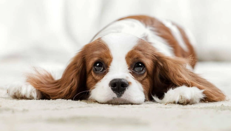 狗狗吃雞骨頭 狗狗吃雞骨頭