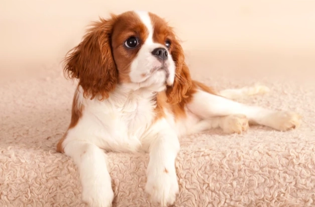 腸胃炎狗狗食物