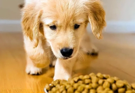 狗狗口水多怎麼辦