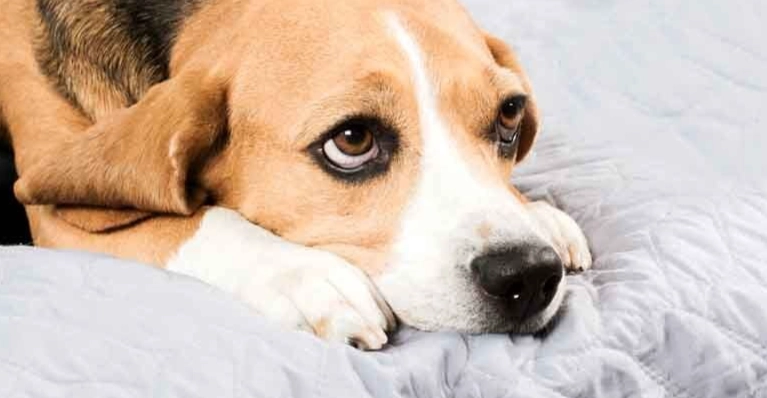 狗狗忘記主人處理