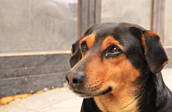狗狗流口水原因