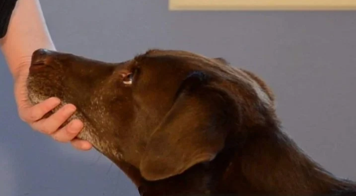 狗狗討厭你的跡象 狗狗討厭你的跡象