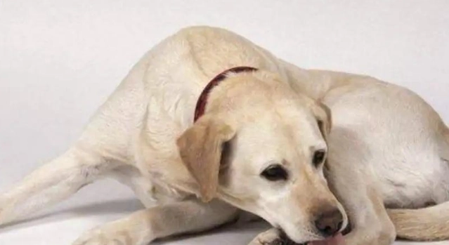 母狗乳腺瘤治疗 母狗乳腺瘤治疗