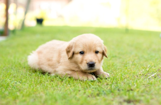 狗狗嘔吐黃色液體