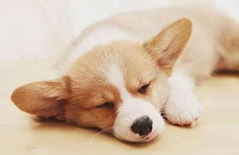 狗狗流口水 狗狗流口水