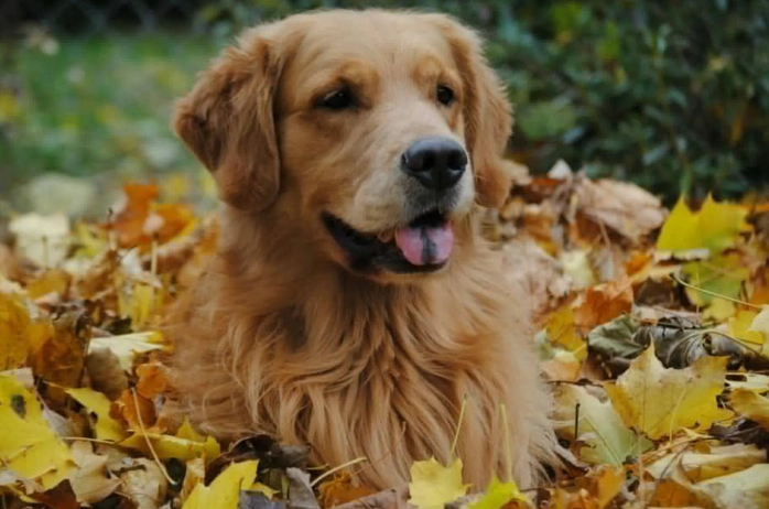 狗狗吐黃色液體原因