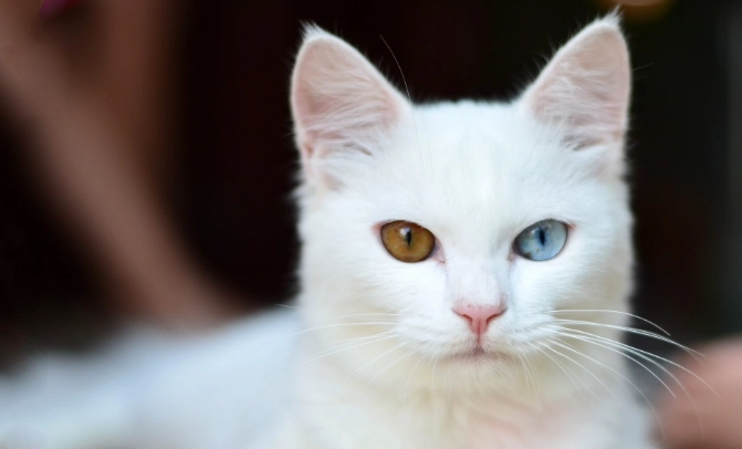 白貓照顧 白貓照顧