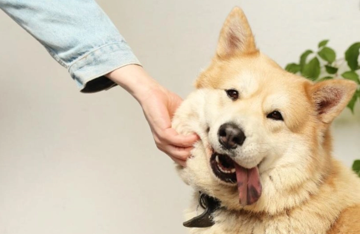 寵物咀嚼玩具安全