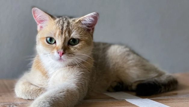 貓咪肛門腺問題