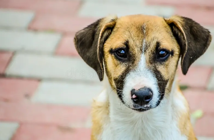 寵物零食安全 寵物零食安全