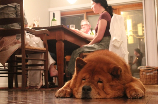 狗狗安全咬膠 狗狗安全咬膠