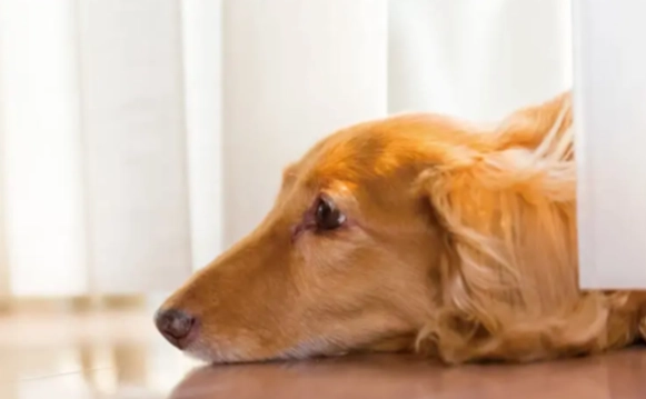 前庭神經炎症狀