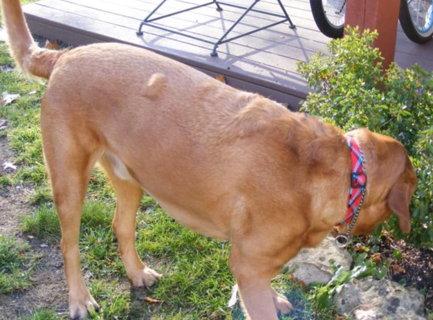 狗瞳孔發紅原因