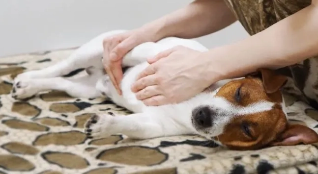 狗狗呼吸急促 狗狗呼吸急促