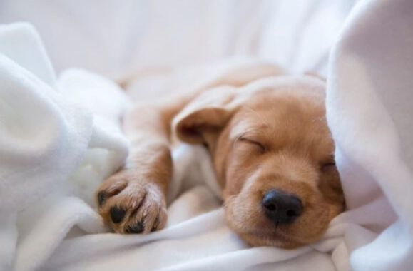 幼犬呼吸急促原因