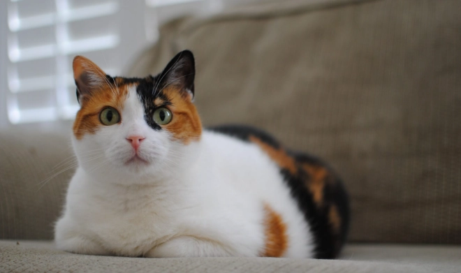 米克斯貓個性 米克斯貓個性