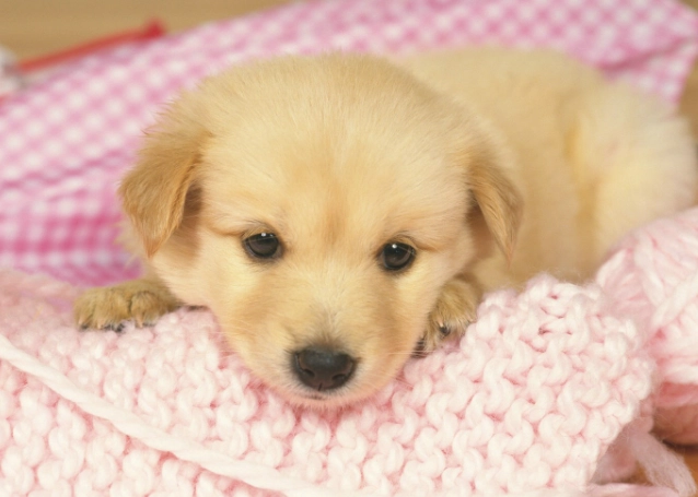 狗牙齦黑色正常嗎