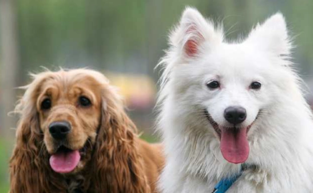 狗前庭神經炎治療