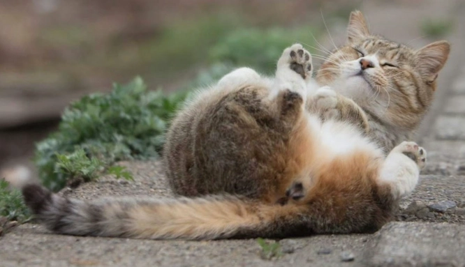 貓皮膚護理 貓皮膚護理