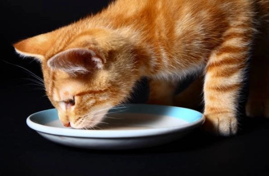 貓肛腺阻塞原因