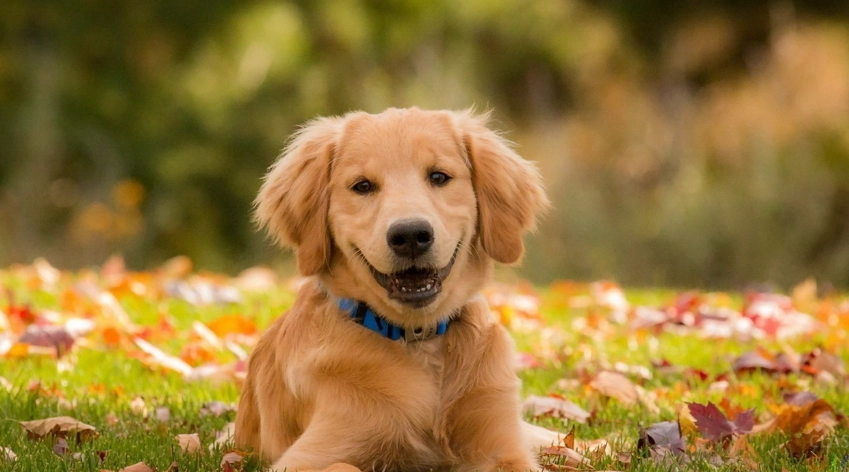 狗胃酸逆流 狗胃酸逆流