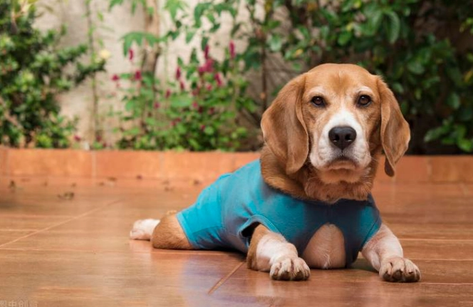 狗狗結膜炎症狀