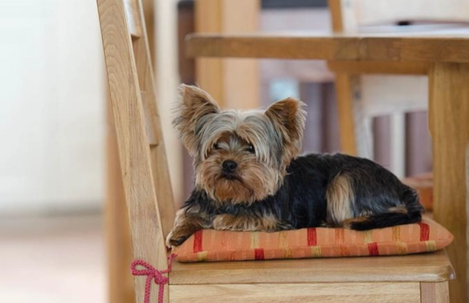 狗牙齒鬆動怎麼辦