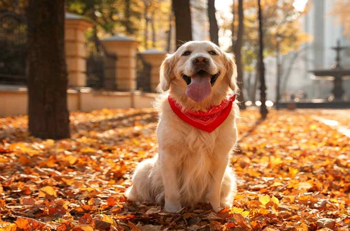 狗狗嘔吐黃色液體處理