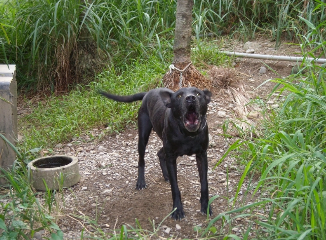 狗 吞 骨頭 處理 狗 吞 骨頭 處理
