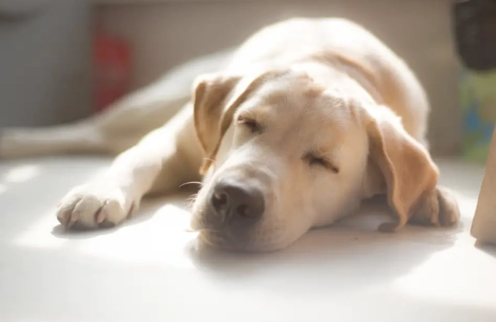 狗狗呼吸很大聲